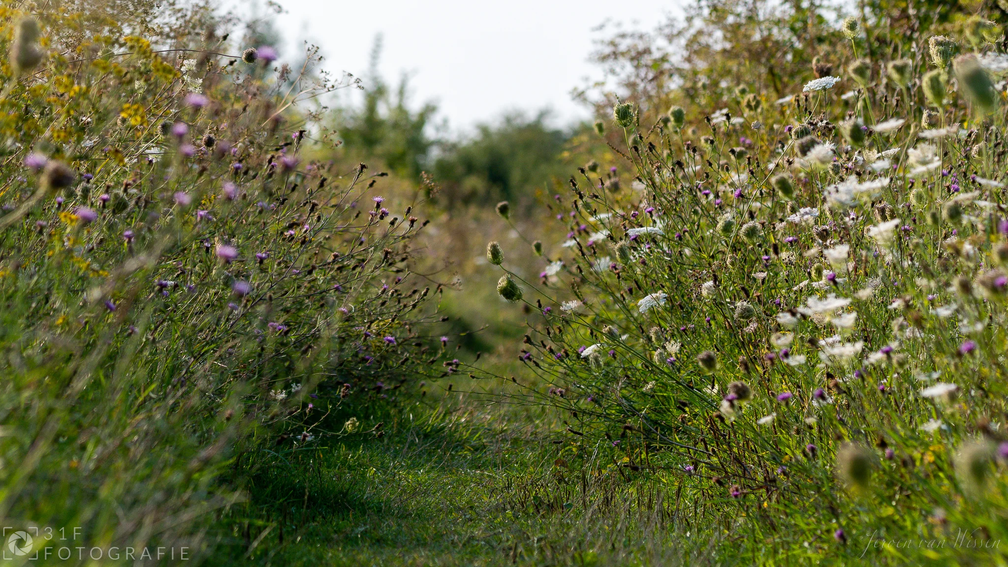 Path through the field..