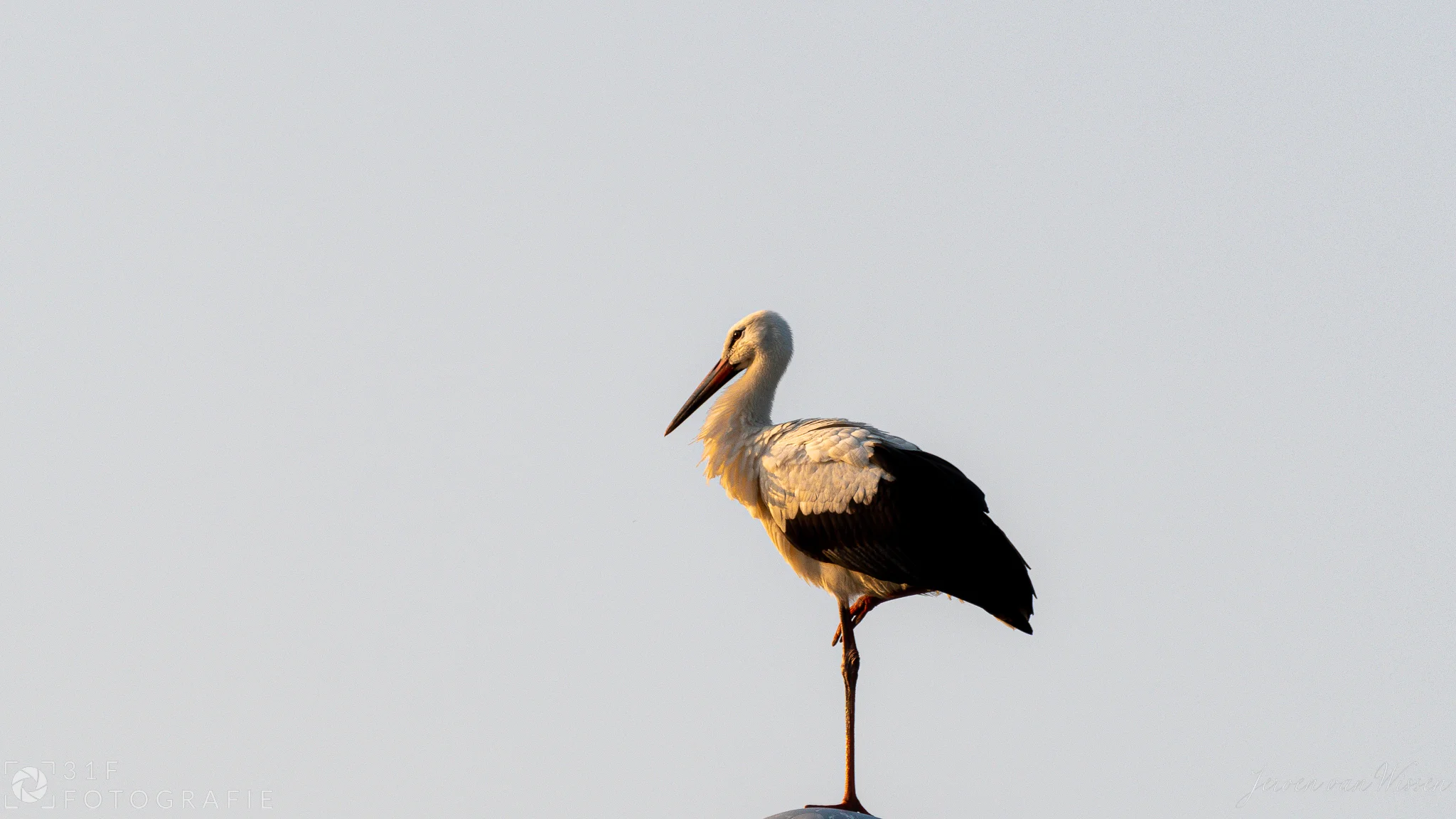 Stork standing on a lamppost