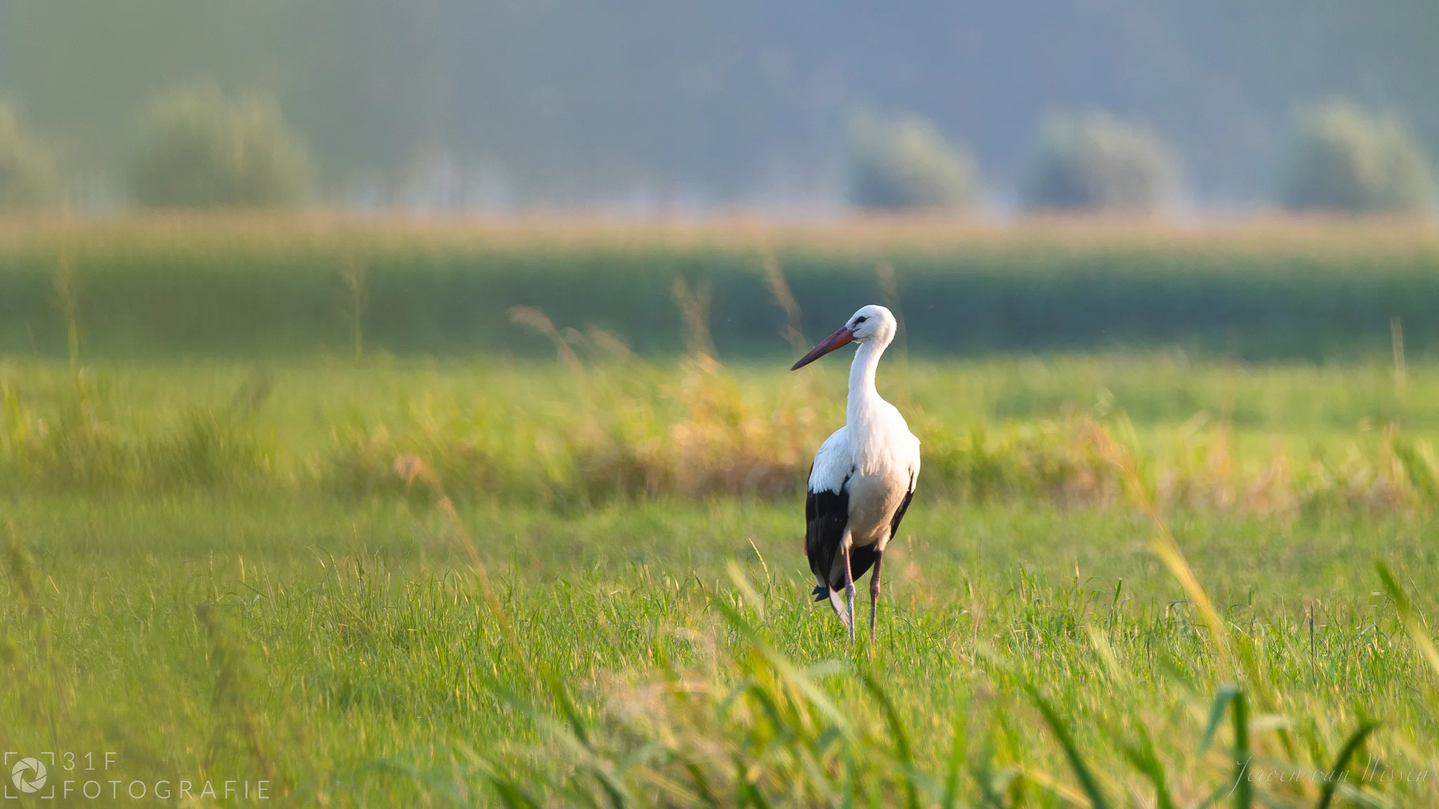 Stork in the field...