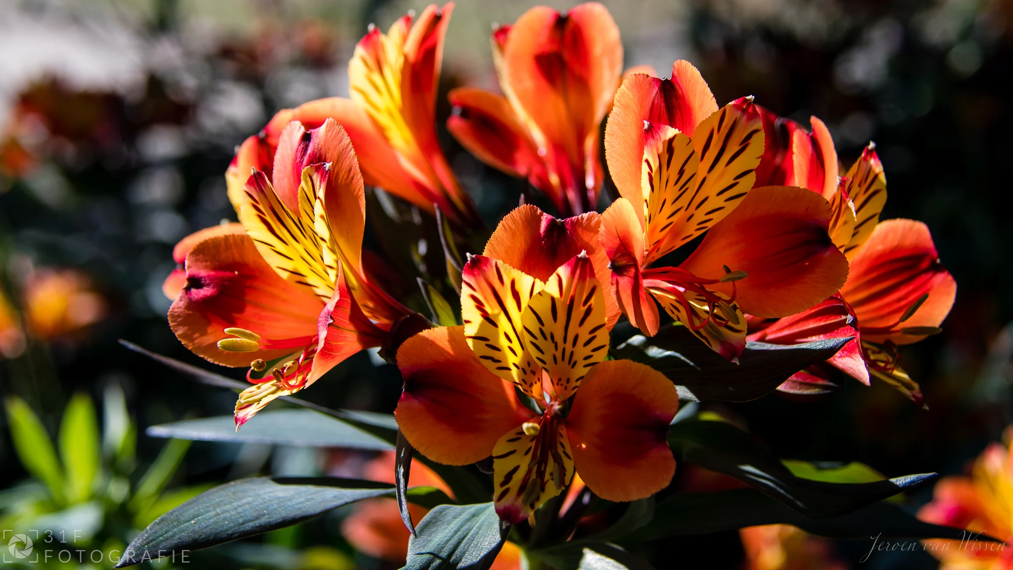 Alstroemeria flowers