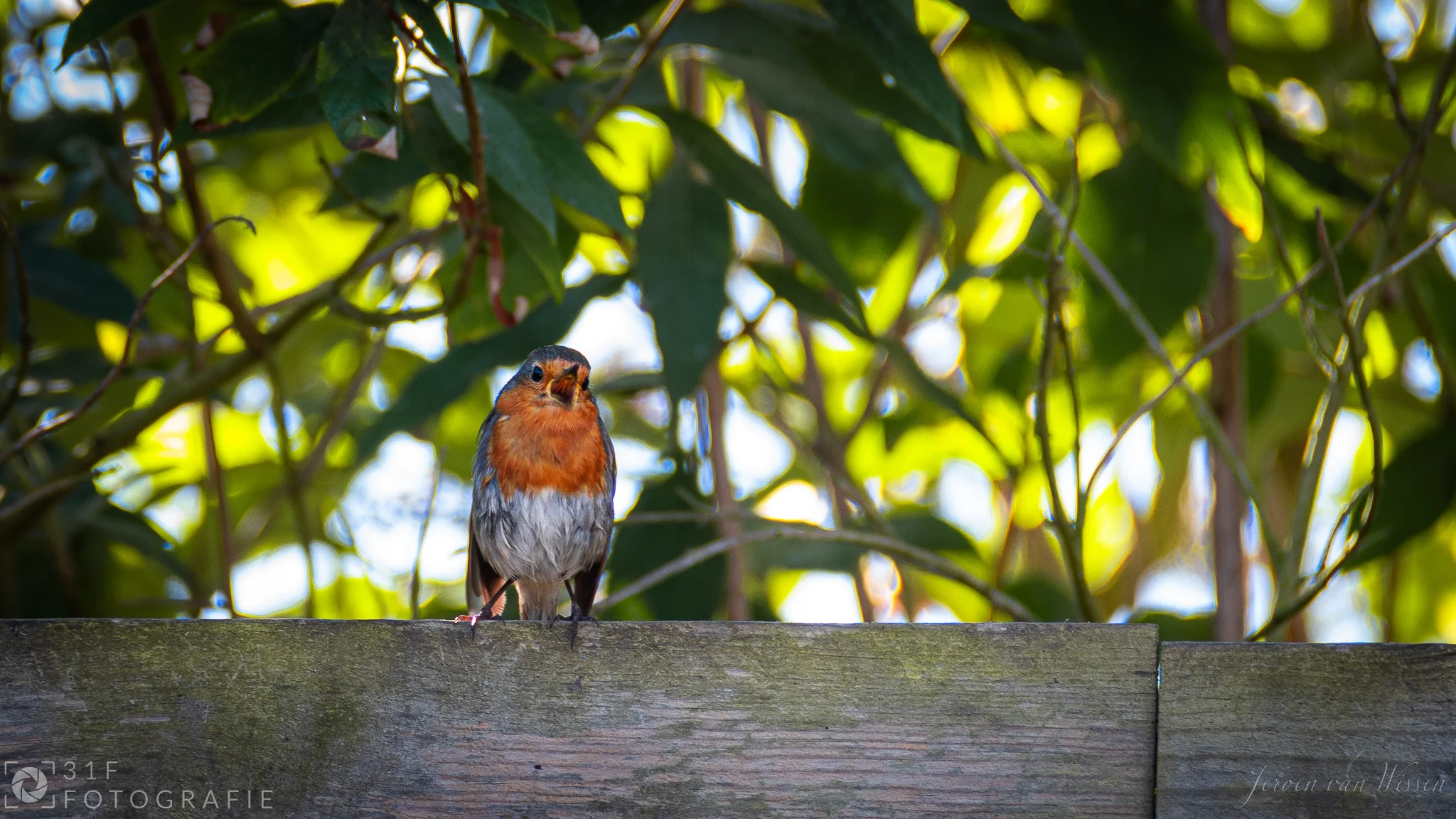 European Robin