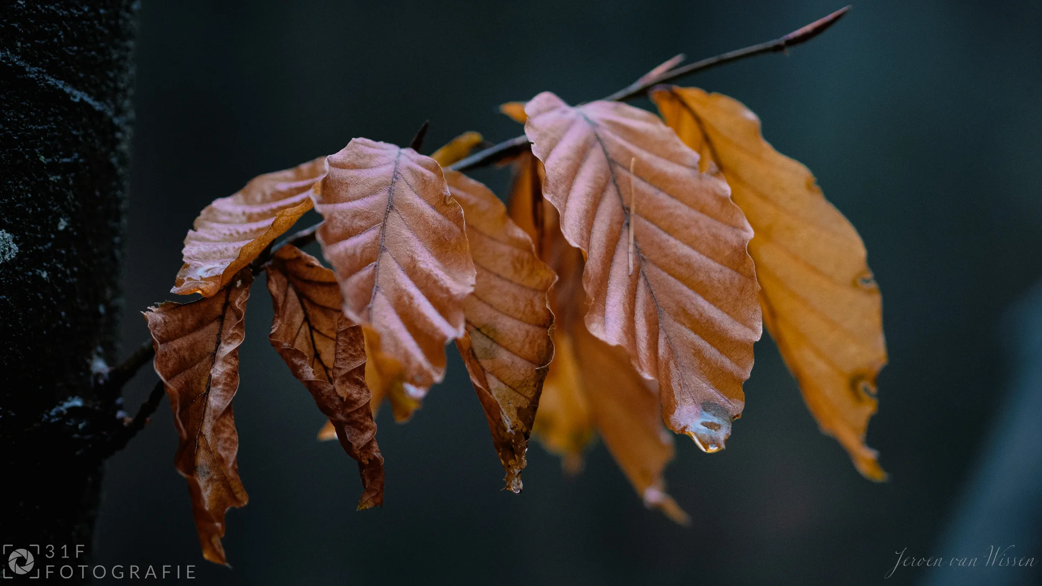 All the leaves are brown