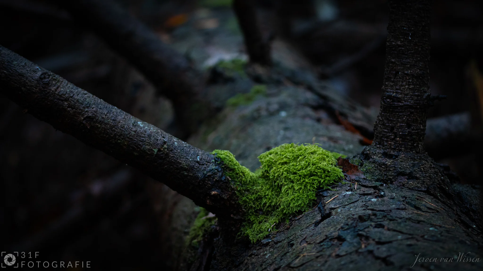Moss on fallen tree