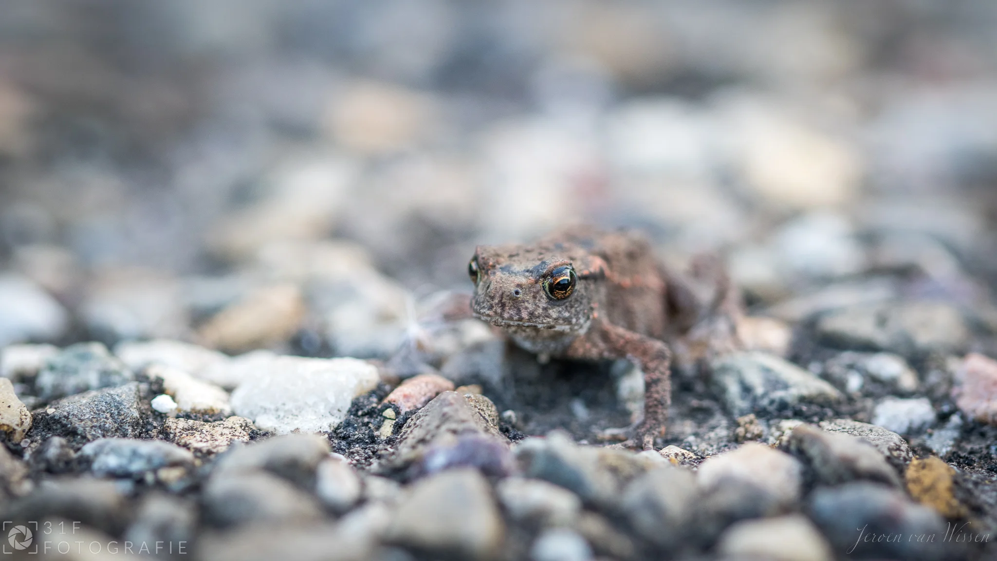 Little one on the move...