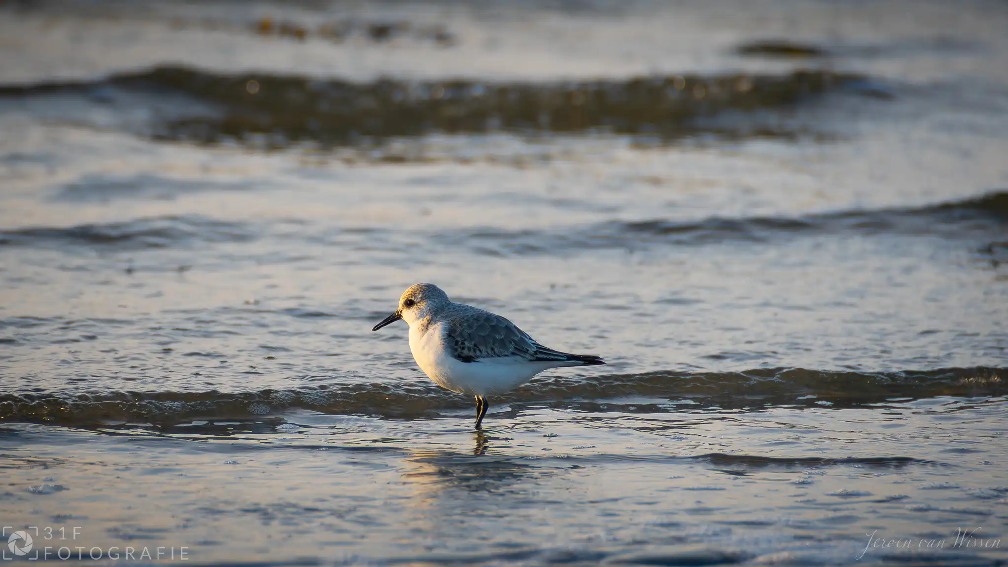 Zilverplevier (Silver Plover) on the beach at Terschelling