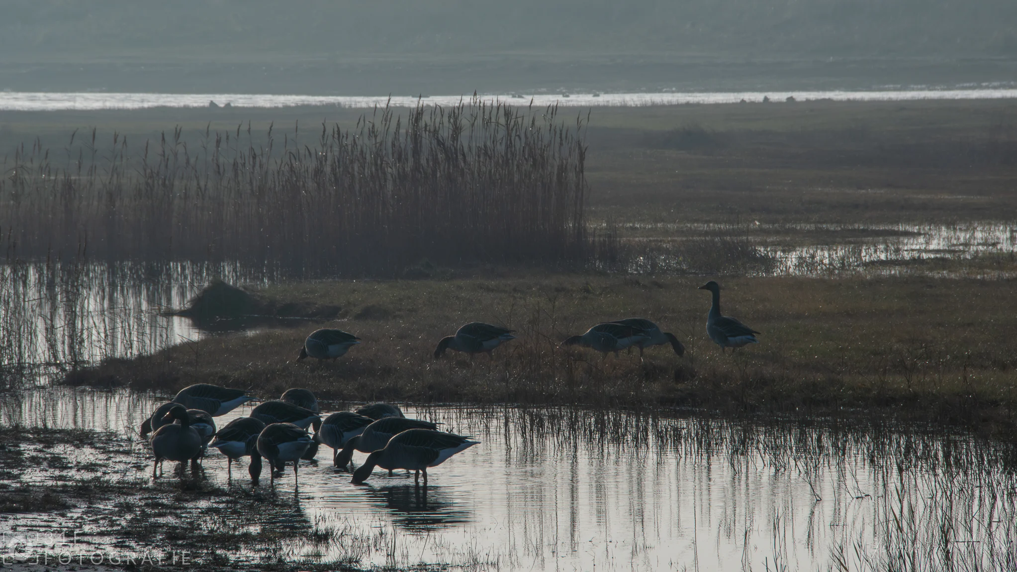 Geese in the foggy morning on Terschelling